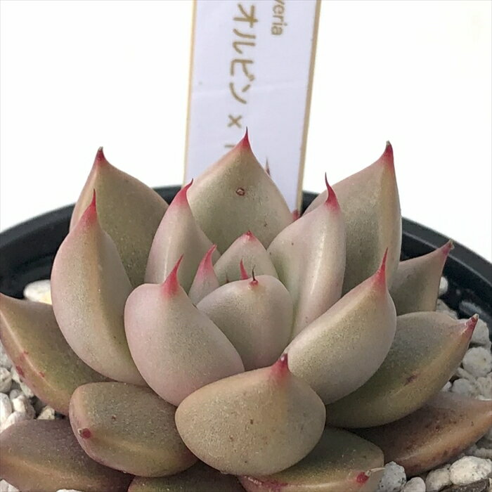 多肉植物 halkエケベリア ロメオルビン×トバレンシス HALKA SUCCULENT ハルカさん苗 送料無料 6cmポット ハルカ交配苗のサムネイル