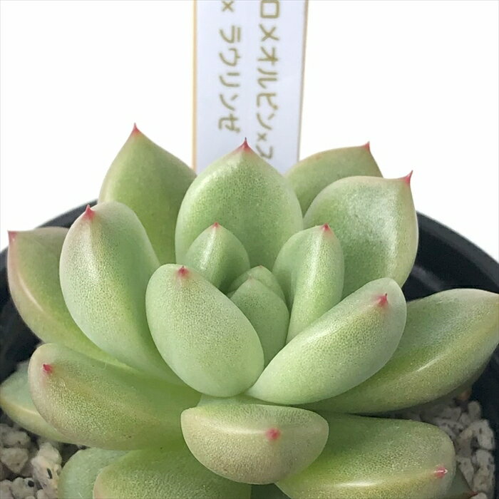 多肉植物 halkエケベリア （ロメオルビン×スーパークローン）×ラウリンゼ 多肉植物 HALKA SUCCULENT ハルカさん苗 エケベリア 6cmポット ハルカオリジナルのサムネイル