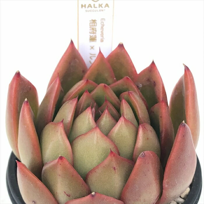 多肉植物 halkエケベリア 相府蓮×ルブラ 多肉植物 HALKA SUCCULENT ハルカさん苗 エケベリア 6cmポット ハルカオリジナルのサムネイル