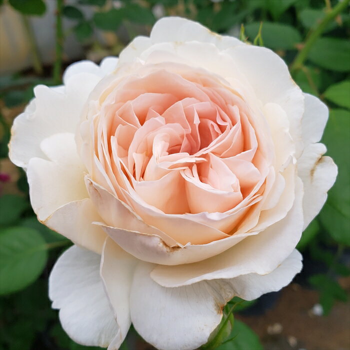 予約販売 バラ 苗 バラ 新苗 つるバラ セバスチャンクナイプ 返り咲き 中輪 薔薇 ばら ピンク hbs 4月中旬以降発送のサムネイル