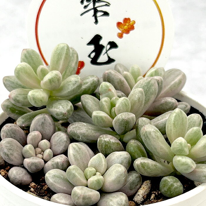 楽天市場】多肉 錦(観葉植物|花・観葉植物):花・ガーデン 楽天市場】多肉 錦(観葉植物|花・観葉植物):花・ガーデン