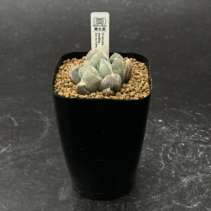 多肉植物 pnwハオルチア ベヌスタ特選交配 E オリジナル実生 多肉植物 Plant’s Work プランツワークさん苗 ハオルチア 7.5cmポット 2