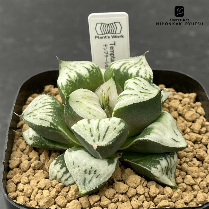 多肉植物 pnwハオルチア Temptation テンプテーション 多肉植物 Plant’s Work プランツワークさん苗 命..