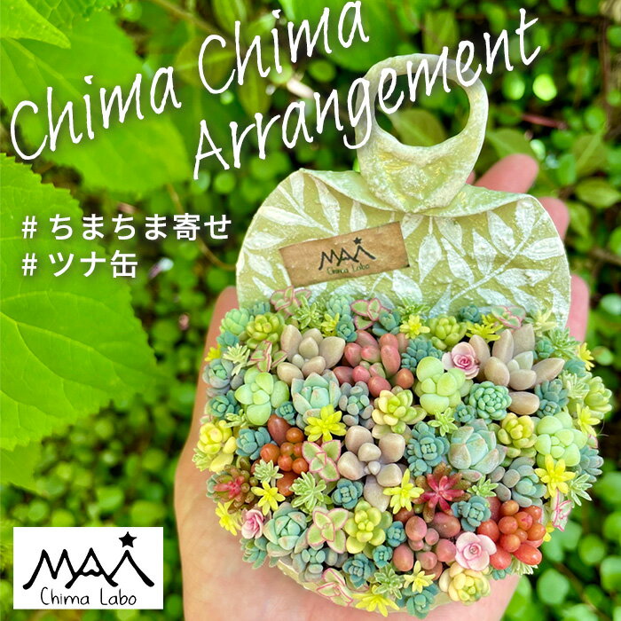 【MAiさんオリジナル】 寄せ植え 多肉植物 ちまちま寄せ ツナ缶タイプ 送料無料 セダム 苗 リメ缶 リメ鉢 数量限定のサムネイル