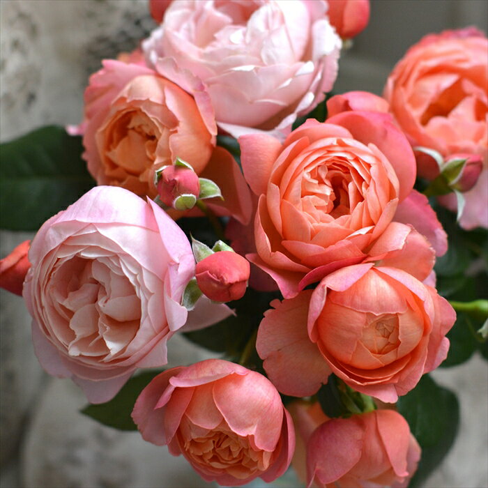 予約販売 【2025年秋新品種】 バラ 苗 バラ 新苗 河本バラ園 タルトアブリコ 品種登録出願中 四季咲き 薔薇 ばら 送料無料 ピンク オレンジ has 4月中旬以降発送