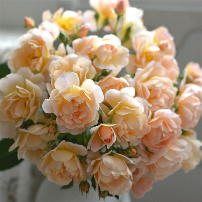 予約販売 【2025年秋新品種】 バラ 苗 バラ 新苗 河本バラ園 ムニュエ 品種登録出願中