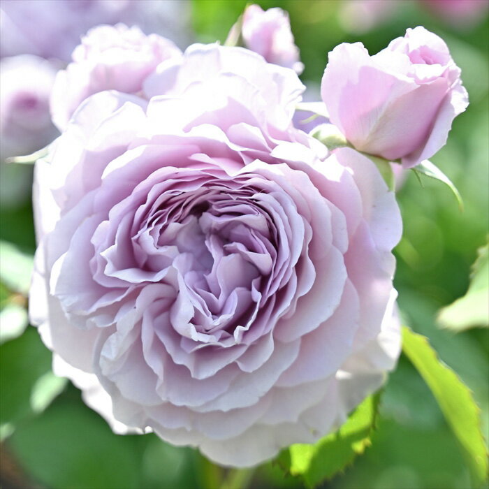 ͽ������ ��2025ǯ�����ʼ�� �Х� �� �Х� ���� ���ܥХ�� ��ߥ��� �ʼ���Ͽ�д��� �͵��餭 �� �Ф� ����̵�� �ԥ� �� has 4����ܰʹ�ȯ��