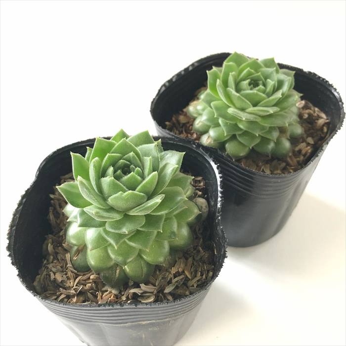 多肉植物 sfセンペルビウム ホイットニー 7.5cmポット センペルビブム