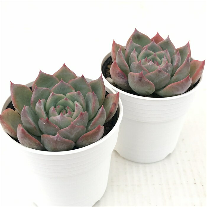 【楽天スーパーセール P5倍】 多肉植物 hmエケベリア キャラリアン 多肉植物 エケベリア 6cmポット