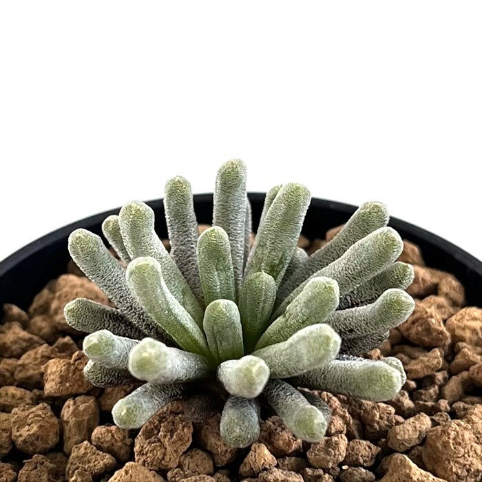 多肉植物 caブルビ…