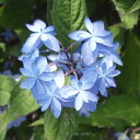 予約販売 山アジサイ 石鎚の光 9cmポット 苗 花苗 苗木 山あじさい ヤマアジサイ 山紫陽花 far 10月下旬以降発送