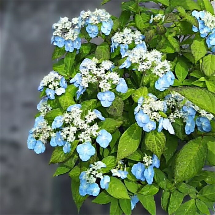 予約販売 山アジサイ 祖谷の風車 9cmポット 苗 花苗 苗木 山あじさい 山紫陽花 far 10月下旬以降発送のサムネイル