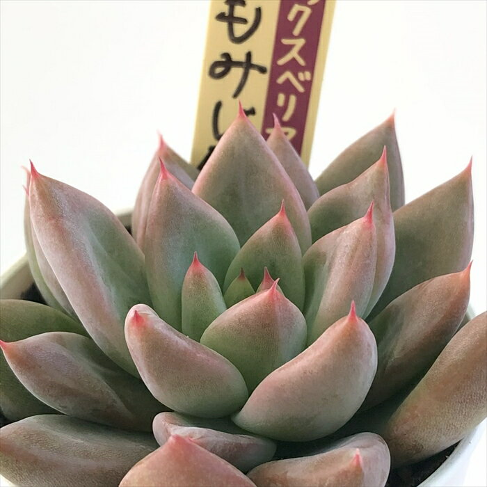 今日20時からはミックスベリア! 日本花木さん | 無職インセクト 今日20時からはミックスベリア! 日本花木さん | 無職インセクト