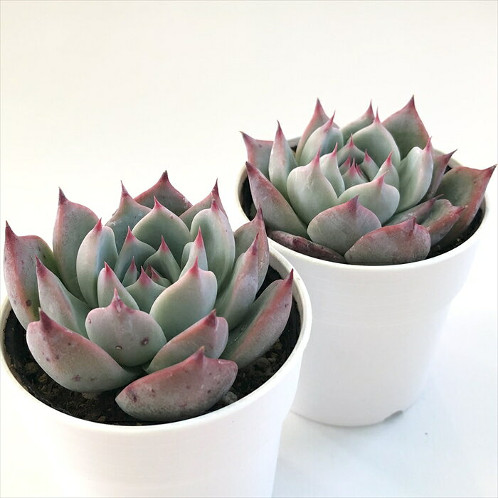 多肉植物 hmエケベリア チコ 多肉植物 エケベリア 6cmポット