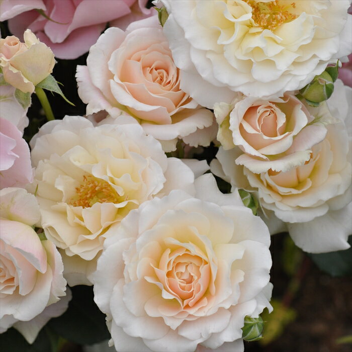 予約販売 バラ 苗 バラ 新苗 河本バラ園 シュシュ 登録品種 四季咲き 薔薇 ばら 送料無料 ピンクホワイ..