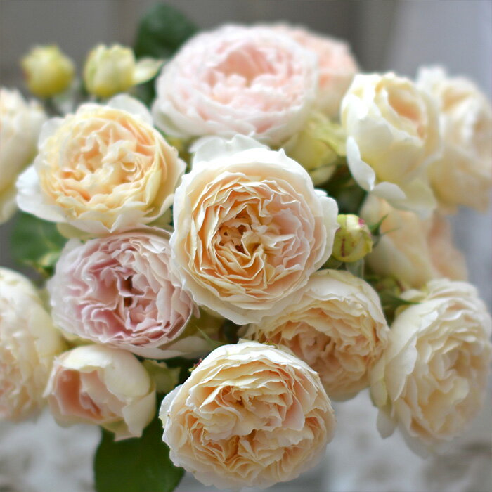 予約販売 バラ苗 バラ新苗 河本バラ園 アンヌ 四季咲き 薔薇 ばら 送料無料 黄色 has 5月中旬以降発送のサムネイル