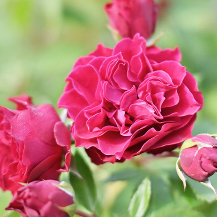 予約販売 バラ 苗 バラ 新苗 河本バラ園 ポム 品種登録出願中 四季咲き 薔薇 ばら 送料無料 赤 has 4月..