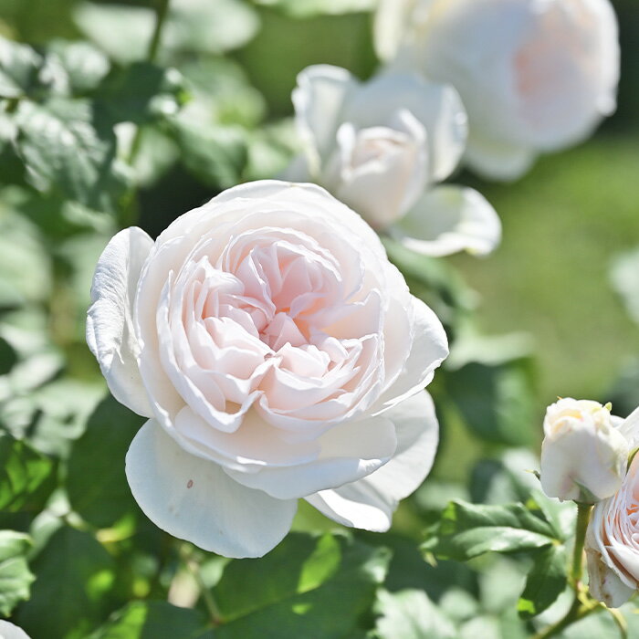 予約販売 バラ苗 バラ新苗 デルバール マハネ 四季咲き 薔薇 ばら 送料無料 白 has 5月中旬以降発送のサムネイル