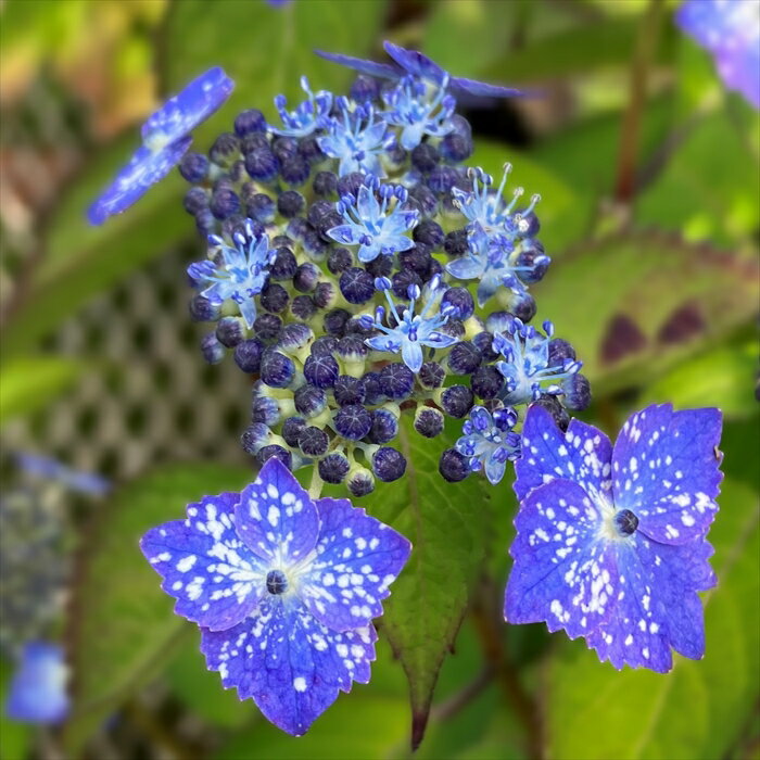 予約販売 山アジサイ 星の雫 9cmポット 苗 花苗 苗木 山あじさい ヤマアジサイ 山紫陽花 far 10月下旬以降発送のサムネイル