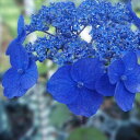 予約販売 山アジサイ 紫水晶 9cmポット 苗 花苗 苗木 山あじさい ヤマアジサイ 山紫陽花 far 10月下旬以降発送