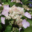 予約販売 山アジサイ ももか 9cmポット 苗 花苗 苗木 山あじさい ヤマアジサイ 山紫陽花 far 10月下旬以降発送