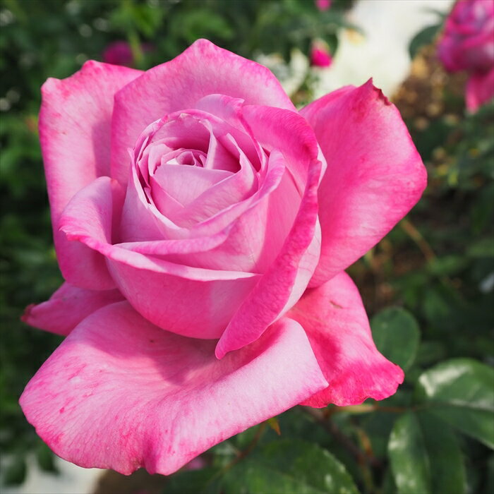 予約販売 バラ苗 バラ新苗 ブルーリバー 四季咲き 大輪 薔薇 ばら 紫 tros 4月中旬以降発送のサムネイル