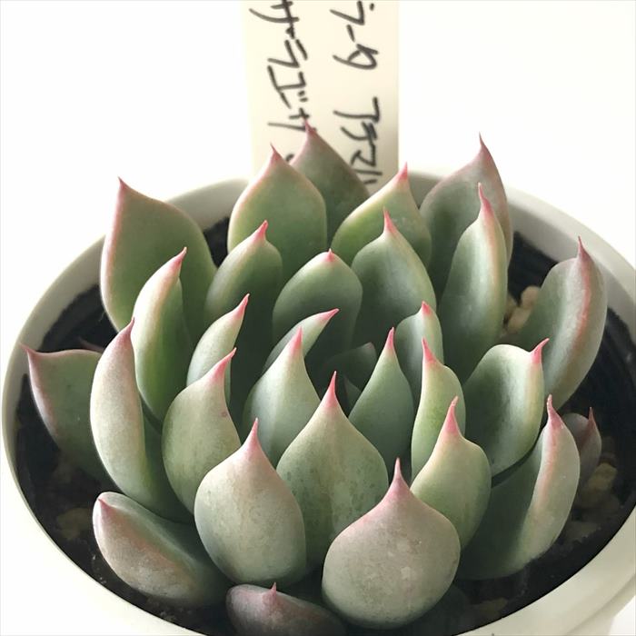 多肉植物 O’sエケベリア コロラータアテマハック×ザラゴーサspノバ 多肉植物 O’s PLANTS オーズプランツさん苗 送料無料 エケベリア 6cmポットのサムネイル