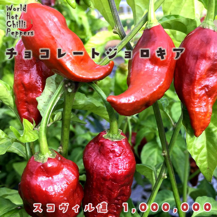 予約販売 トウガラシ苗 チョコレートジョロキア 9cmポット 唐辛子 とうがらし 野菜苗 家庭菜園 nft 5月下旬以降発送