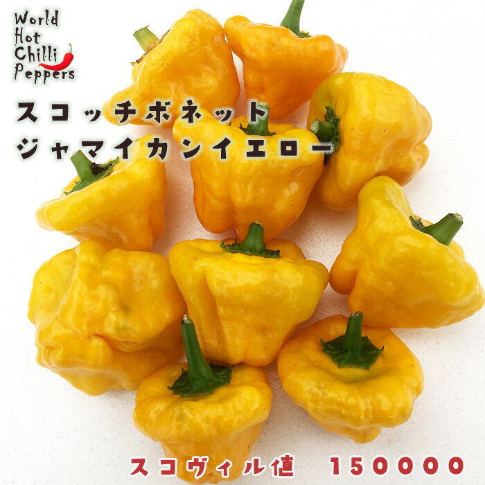 トウガラシ苗 スコッチボネット ジャマイカンイエロー 9cmポット 唐辛子 とうがらし 野菜苗 家庭菜園 nbnt