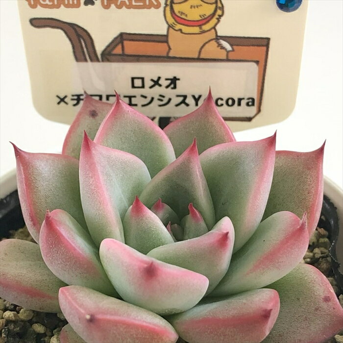 多肉植物 plkエケベリア ロメオ×チワワエンシスYecora 多肉植物 パルクさん苗 送料無料 エケベリア 6cmポットのサムネイル