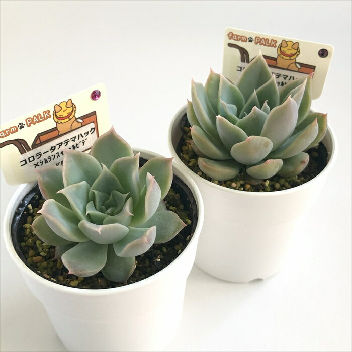 多肉植物 plkエケベリア コロラータアテマハック×シムランスイトゥルビデ 多肉植物 パルクさん苗 送料無料 エケベリア 6cmポット