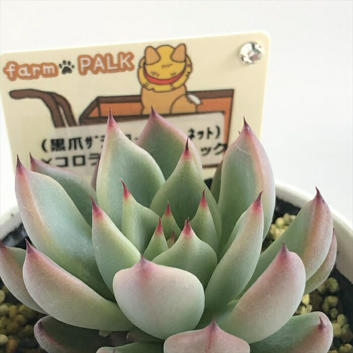 多肉植物 plkエケベリア （黒爪ザラゴーサ×ローズガーネット）×コロラータアテマハック 多肉植物 パルクさん苗 送料無料 エケベリア 6cmポットのサムネイル