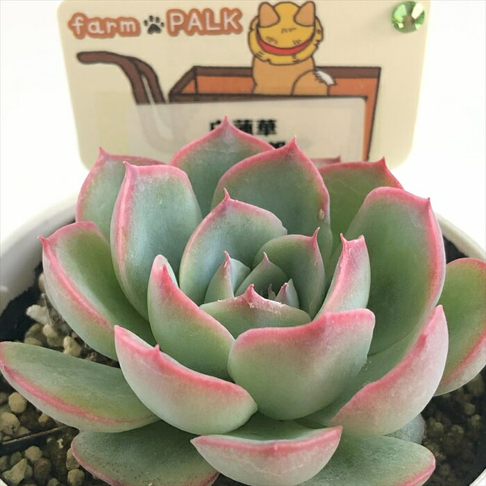 多肉植物 plkエケベリア 白蓮華×桃太郎 多肉植物 パルクさん苗 送料無料 エケベリア 6cmポットのサムネイル