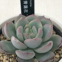 多肉植物 yukエケベリア 群青蓮花 多肉植物 優木園さんの苗 送料無料 エケベリア 6cmポット