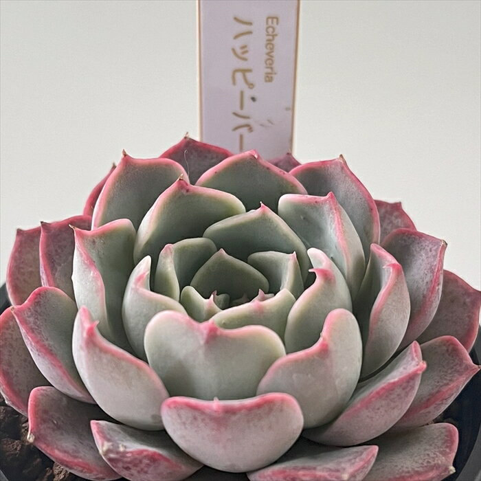 多肉植物 halkエケベリア ハッピーバースデー HALKA SUCCULENT ハルカさん苗 送料無料 6cmポット ハルカオリジナルのサムネイル