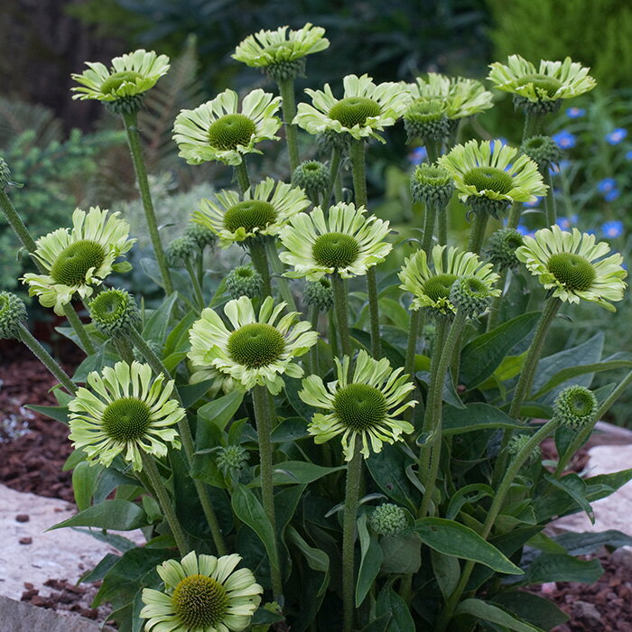 予約販売 エキナセア苗 グリーンジュエル 宿根草苗 9cmポット ガーデニング 多年草 ムラサキバレンギク tne 4月下旬以降発送のサムネイル