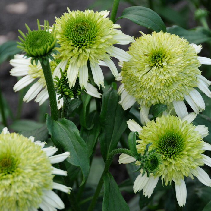 エキナセア苗 ハニーデュー 宿根草苗 9cmポット ガーデニング 多年草 ムラサキバレンギク tneのサムネイル