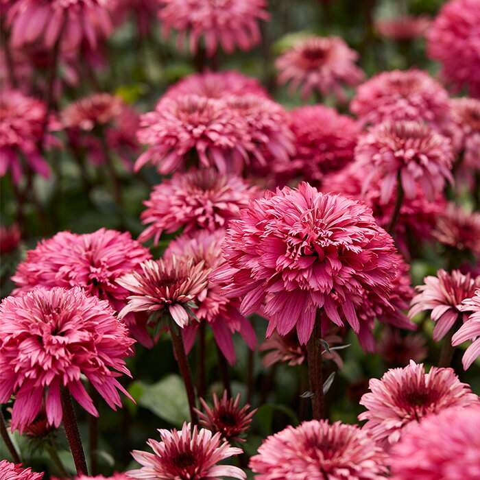 予約販売 エキナセア苗 ブラックベリートリュフ 宿根草苗 9cmポット ガーデニング 多年草 ムラサキバレンギク tne 4月下旬以降発送のサムネイル