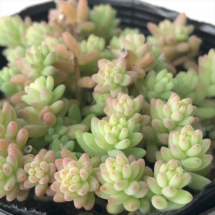 多肉植物 seセダム ミルキーウェイ 多肉植物 セダム 7.5cmポットのサムネイル