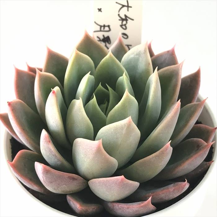 多肉植物 O’sエケベリア 大和のばら×月影 多肉植物 O’s PLANTS オーズプランツさん苗 送料無料 エケベリア 6cmポットのサムネイル