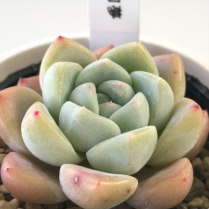 多肉植物 yukエケベリア 幻夢 多肉植物 優木園さんの苗 送料無料 エケベリア 6cmポットのサムネイル