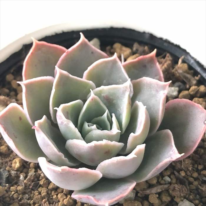 多肉植物 hmエケベリア （ラグナサンチョス×ラパス）×シャビアナペレグリナ 多肉植物 エケベリア 6cmポットのサムネイル