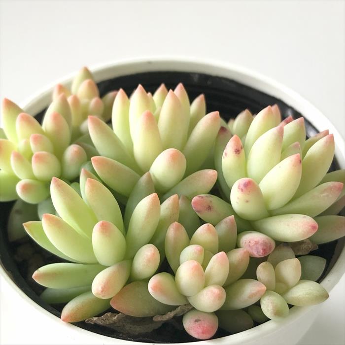 多肉植物 hmセデベリア ばらまき樹氷 多肉植物 エケベリア 6cmポットのサムネイル