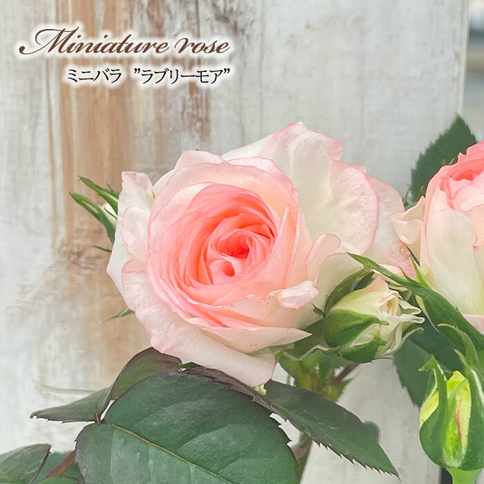 予約販売 ミニバラ ラブリーモア 3号ポット バラ 薔薇 バラ苗 苗 ars 10月下旬以降発送のサムネイル