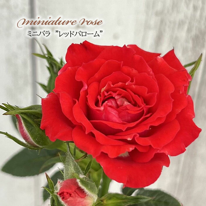 予約販売 ミニバラ レッドバローム 3号ポット バラ 薔薇 バラ苗 苗 ars 10月下旬以降発送のサムネイル