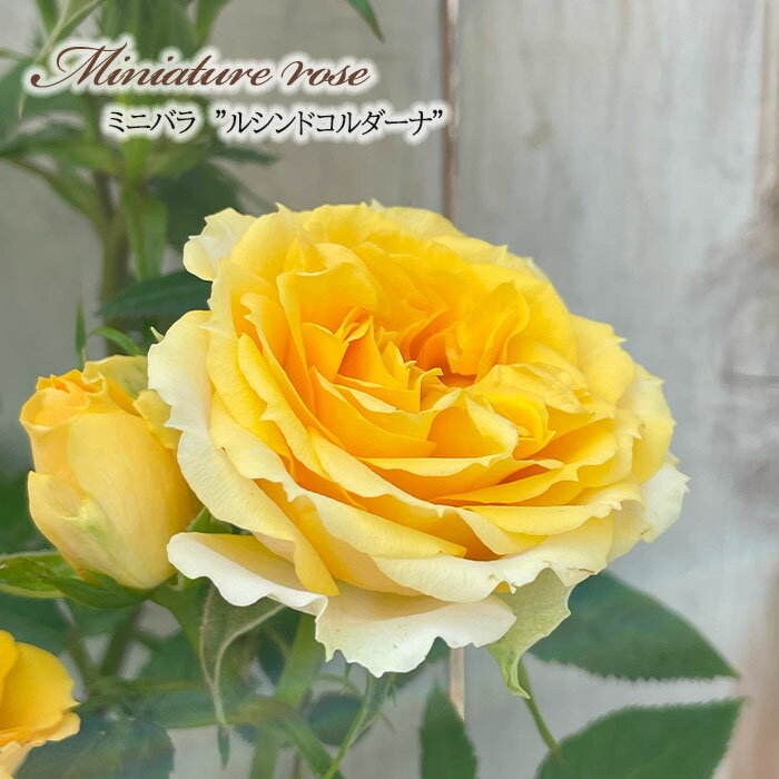 予約販売 ミニバラ ルシンドコルダーナ 3号ポット 四季咲き バラ 薔薇 バラ苗 苗 コルダナ 黄色 ars 11月上旬以降発送のサムネイル