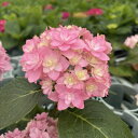 予約販売 アジサイ 仮の宿 7.5cmポット 加茂 KAMOセレクション ハイドランジア 苗 花苗 苗木 あじさい 紫陽花 stm 10月下旬以降発送