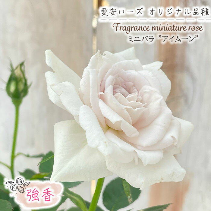 予約販売 ミニバラ アイムーン 3号ポット バラ 薔薇 バラ苗 苗 愛安ローズ オリジナル品種 ars 10月下旬以降発送のサムネイル