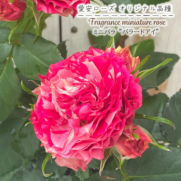 予約販売 ミニバラ バラードアイ 3号ポット バラ 薔薇 バラ苗 苗 愛安ローズ オリジナル品種 ars 10月下旬以降発送のサムネイル