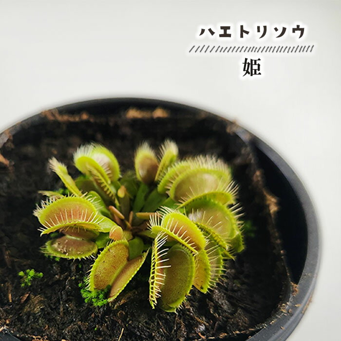 食虫植物 ハエトリソウ 姫 3号鉢 水生植物 sadのサムネイル